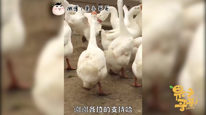 动物配音第好几弹