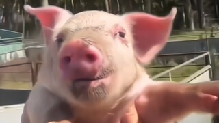 “艾特出最像它的人”
