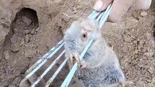 听说这东西很美味！