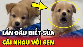 Cún con lần đầu BIẾT SỦA đã CÃI TAY ĐÔI với con Sen 😂 | Yêu Lu