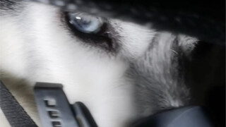 Husky membawamu keluar dari kepungan