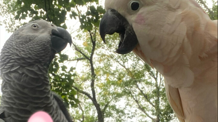 Taking my parrot to the park—these two birds meet and start spouting classic Chinese wisdom, I’m dyi