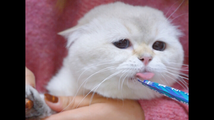 Never give your cat a wet treat when it’s mad—it’s hilarious!