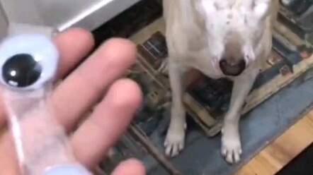 Không có ánh sáng thì tự tạo ra ánh sáng, chúng ta cùng nhau xem chú chó mất đi đôi mắt…