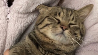 The kitten got angry during bath time, holding its head high and refusing to lick its fur—it insiste