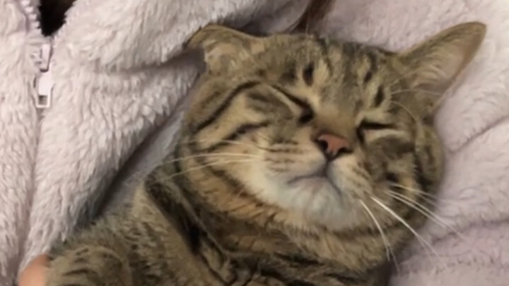 Mèo con tức giận khi được tắm, ngẩng cao đầu không chịu liếm lông, nhất định đòi mẹ lau giúp.