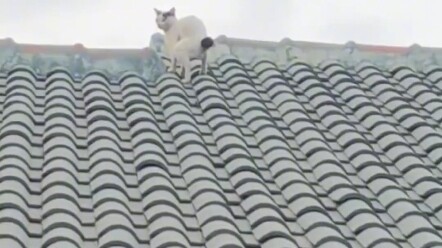 เรื่องจริงทั้งเน็ต: แมวเหมียวตัวเหม็นขนถ่ายเมล็ดกาแฟตัวนี้