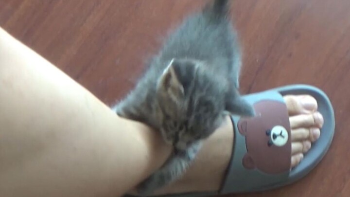 The Kitten’s Strange Quirk