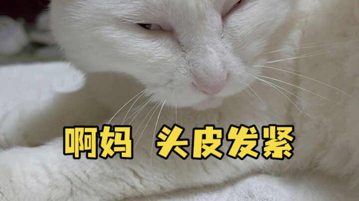 Doudou: My brain isn’t made of dough—don’t you dare laugh at me for teasing someone! #FurParentFun #