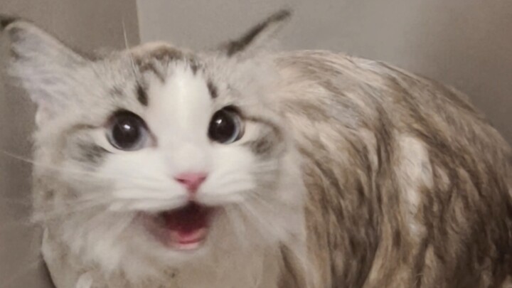 แมว: อาบน้ำแค่ครั้งเดียว ฉันถึงกับเสียงแหบไปแล้ว!