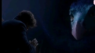 [Fantastic Beasts] The Unique Creature In Movie Cut