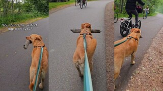 Dog walks 22 kilometers with a large wooden stick