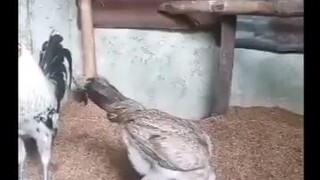 Cobra calapaka x kanawayon toppy