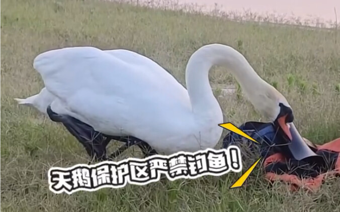 The hilariousness of a swan sitting on a bench: 0.1%; the hilariousness of turning up the speakers: 