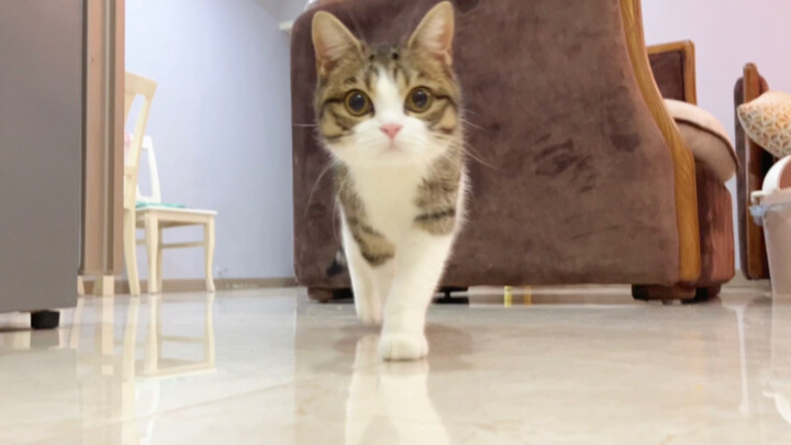 Memanaskan kucing sebaiknya dilakukan sedini mungkin, siapa tahu nanti kalau sudah dewasa tidak bole