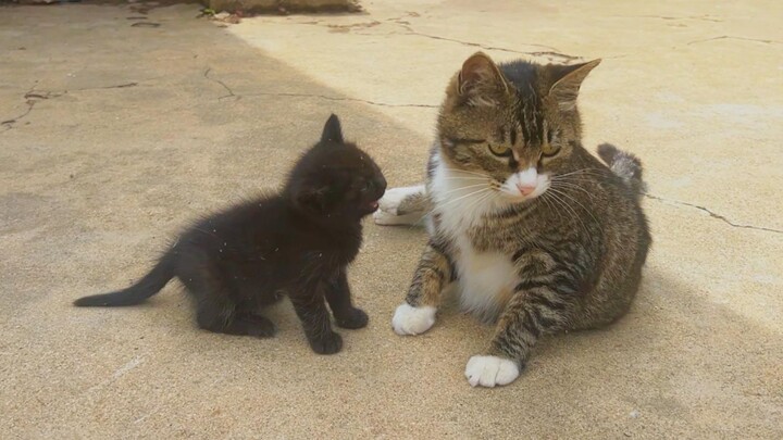 Little kitten: Am I really not your real kid? Say something!
