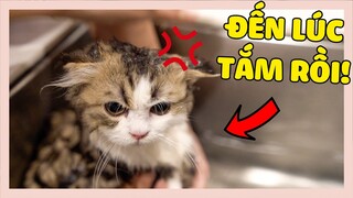 LẦN ĐẦU TẮM CHO BÉ MÈO CHÂN NGẮN TEEMO | The Happy Pets #90