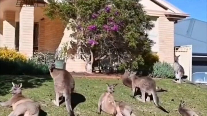 ออสเตรเลียมีระบบนิเวศดี แต่สัตว์เล็กแพร่พันธุ์เกินควบคุม