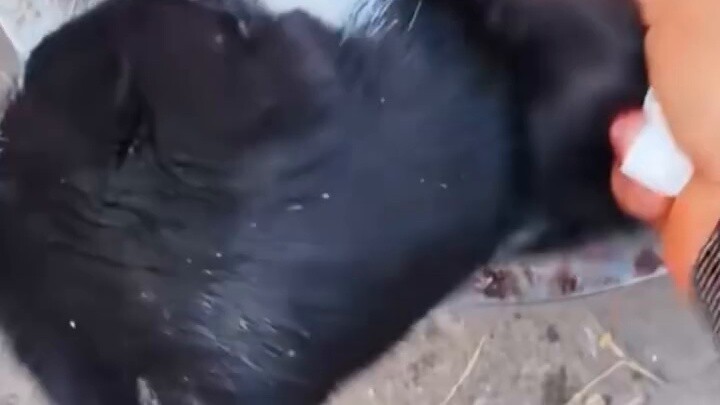 Cat: I’ve been hiding for so long but I’m still discovered!!!