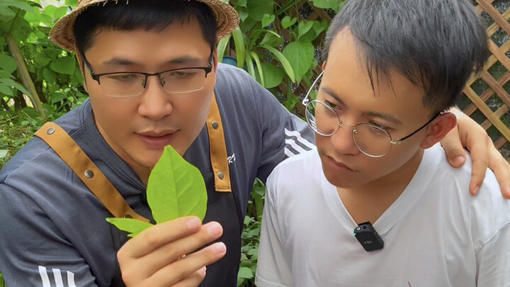 What’s wrong with your potted plant? Just look at the leaves!