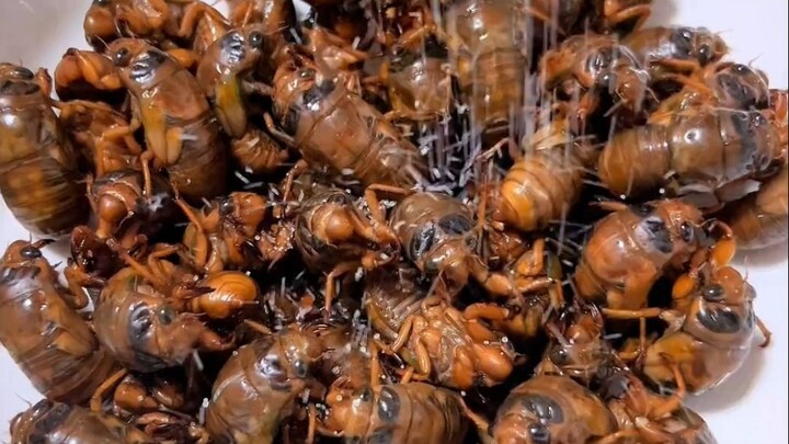 Thịt con ve sầu này giống thịt lợn quá nhỉ?