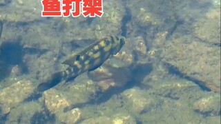 It turns out that fish fight so fiercely?