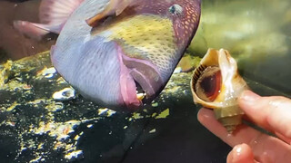 Titan VS Dou Zhan Sheng Luo