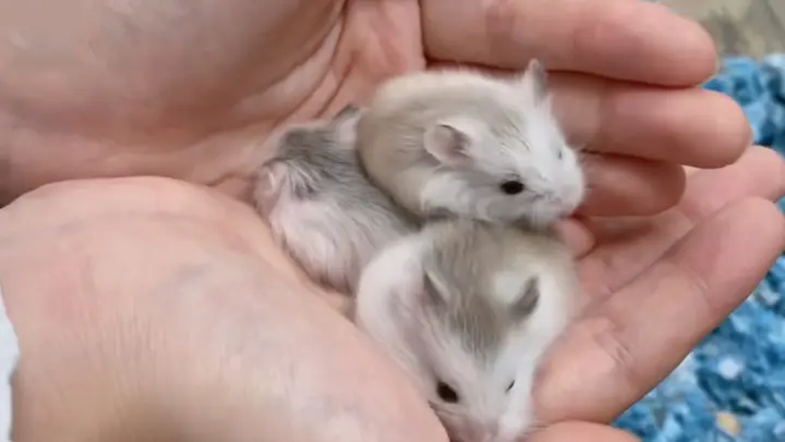 [Animals]Surprising finding and joyful interaction with baby hamster 