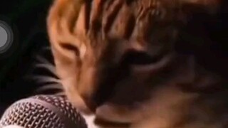😹😹😹