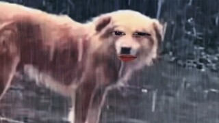 أفراد عائلة إيمو