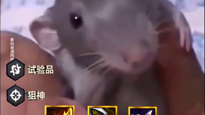 Xem xong suýt nữa tha cho con chuột