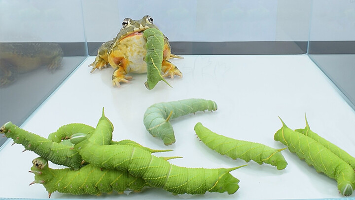 [Animals]Watching a frog eating 10 larvas of soybean moth