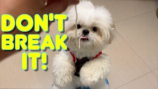 Shih Tzu Attempts To Eat A Noodle Without Breaking It ( Cute Funny Dog Video)