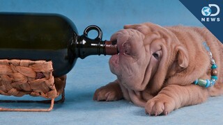 Animals Get Drunk, Too