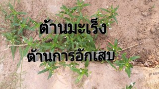 หญ้าลิ้นงู มีสรรพคุณต้านมะเร็ง ล้างสารพิษจากตับ ต้านการอักเสบในร่างกาย/โดยฮอยไทยอีสาน