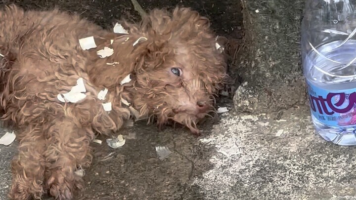 «أنا أتألم جدًا، وأجوع جدًا، وأفتقد أمي، أنا جرو صغير، لست قمامة.»