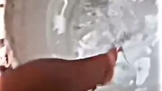 funny video memes