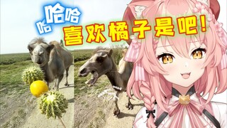 「骆驼新星」火到国外！外国猫看了超上瘾！【Hiiro】可爱上头爱看