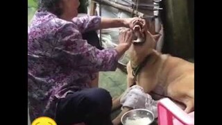 Lý do khi ai về ngoại cũng mập 😂#pet #pets #shorts #cute #bangoai