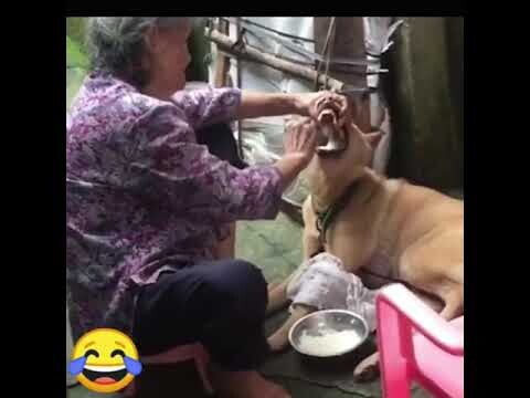 Lý do khi ai về ngoại cũng mập 😂#pet #pets #shorts #cute #bangoai