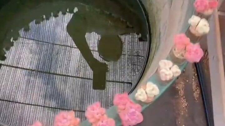 วิธีรดน้ำไม้อวบน้ำในขวดแก้ว? ดูดีๆ นะ ฉันจะสอนแค่ครั้งเดียว