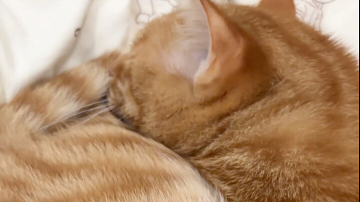 Mèo con nói mớ, tôi nghe cả vạn lần cũng không chán!