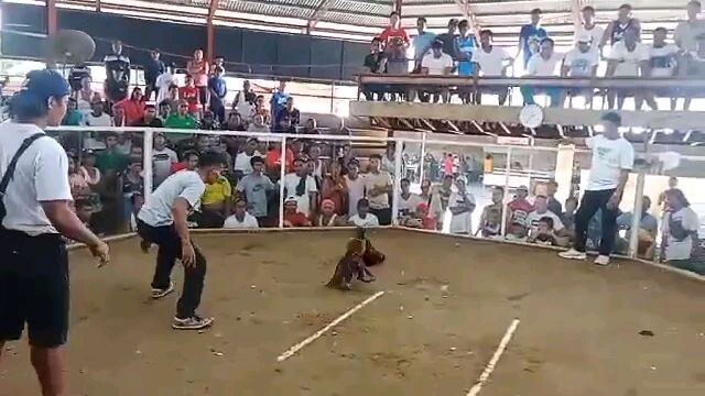 3 COCK DERBY IN BGBAC CHAMPION 1ST FYT #                           BISDAK WARRIORS.