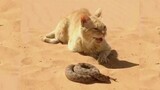 Cat Des sables Vs Serpent Du Desert.