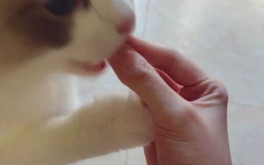 Science Feeds Cats