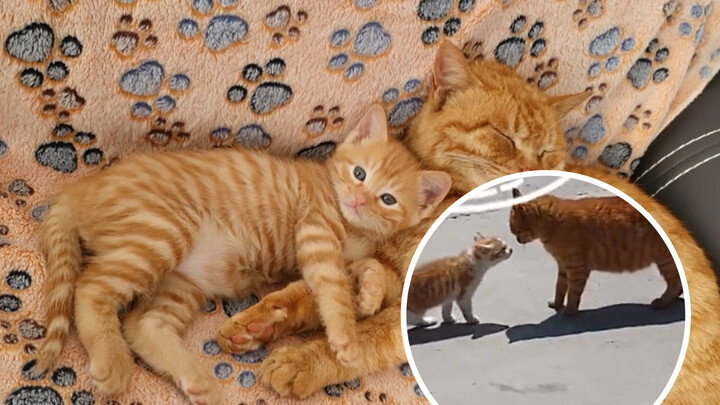 Binatang|Catatan Harian Kucing Liar