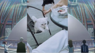 แมวตลก#555#24