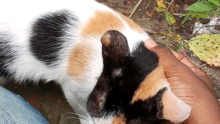 Cute Cat #cat #animal