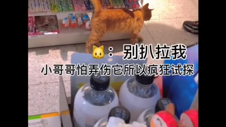 Mèo cam trêu chọc anh chàng