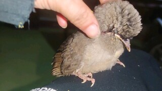 I can play with this bird for the whole night, really funny!